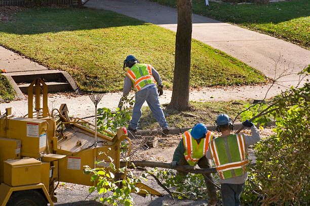 The Steps Involved in Our Tree Care Process in Privateer, SC